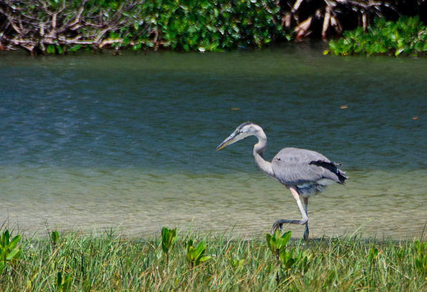 sarasota-bay-flickr